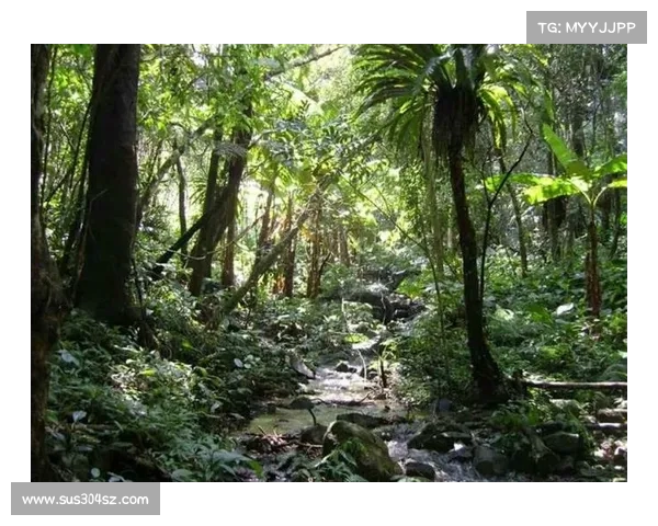 深入神兽森林探险之旅揭秘隐藏危机与未知生存挑战 深入神兽森林探险之旅揭秘隐藏危机与未知生存挑战